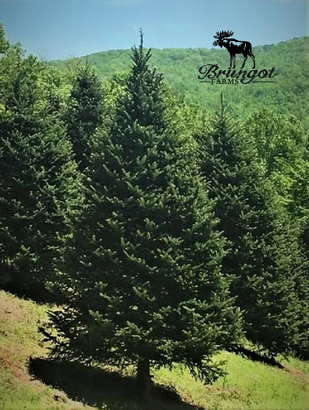 Christmas DIY Crafts 5 - 6 FT FARM FRESH FRASER FIR REAL CHRISTMAS TREE