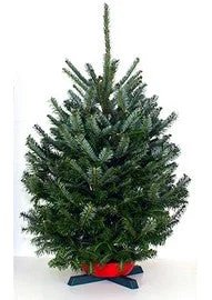 Christmas Candle Holders Table Top - Farm Fresh Fraser Fir Real Christmas Tree
