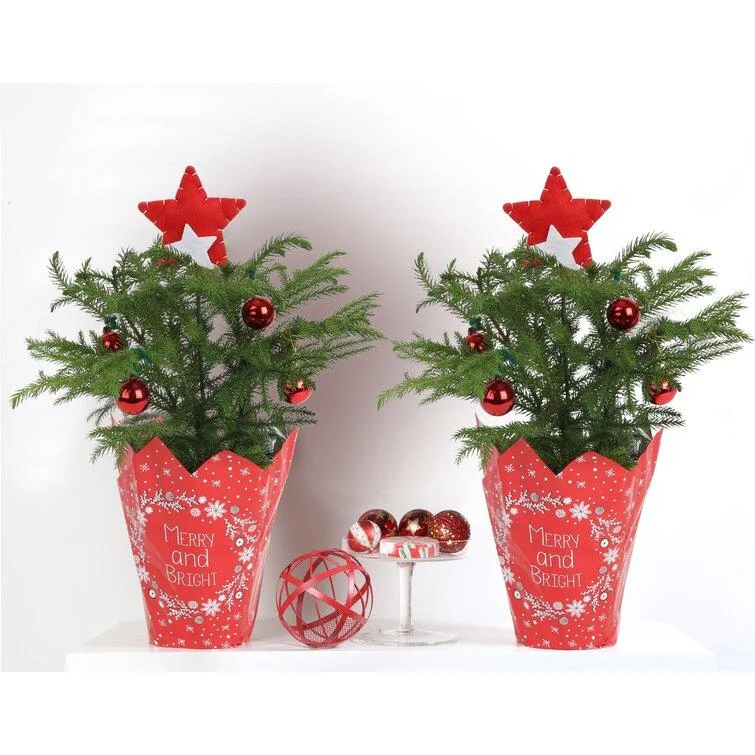 Christmas Candle Holders Norfolk Island Pine in Holiday Gift Wrap and Ornaments 1' Green Pine Fresh Cut Christmas Tree (Set of 2) Christmas Candle Holders Norfolk Island Pine in Holiday Gift Wrap and Ornaments 1' Green Pine Fresh Cut Christmas Tree (Set of 2)