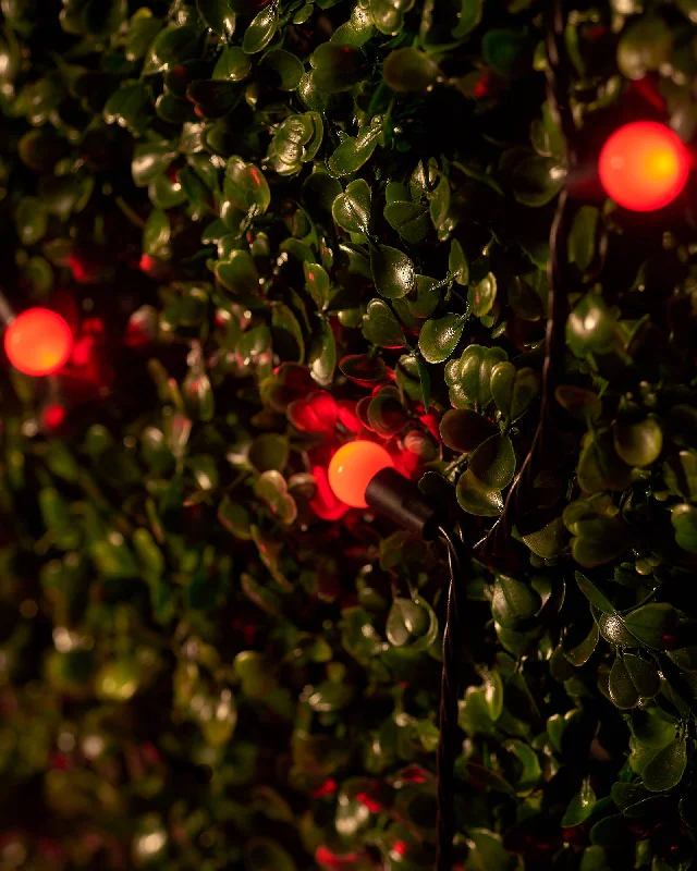 Christmas Dinner Recipes LINK UP LED Berry Lights, Black Cable, Red