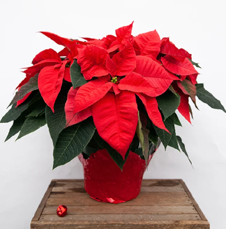 Christmas Star Decorations Poinsettias
